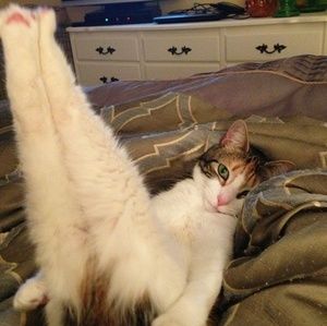 Meet your Posher, Lixer